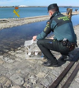 La Guardia Civil interviene en Huelva varias aves