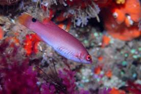 La creación de un corredor ecológico entre Donostia y Biarritz es vital para el éxito de la Red Natura 2000 francesa en el Atlántico