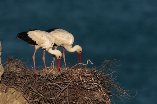 Barajas acoge la exposición fotográfica de Jorge Rubio sobre naturaleza