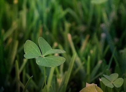 Identificado el gen que propicia el trébol de cuatro hojas