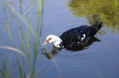 Seguimiento de aves acuáticas