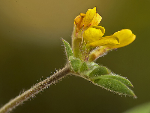 Una nueva especie de flora eleva a 602 el número de taxones inventariados