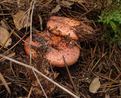Se abre la temporada de recolección de setas en el Paraje de Poblet (Cataluña)