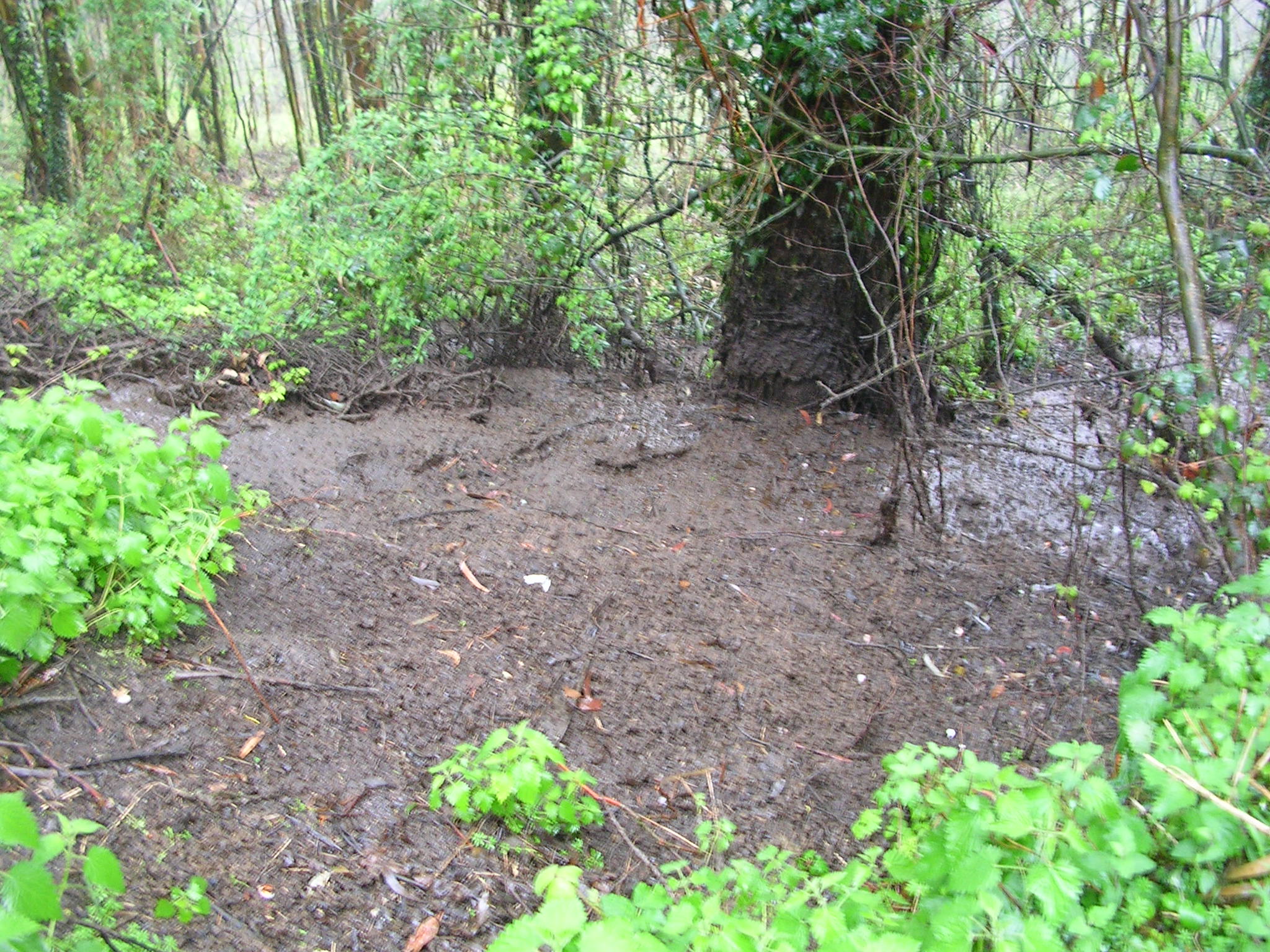 Asturias. Vertidos de purines en el río Barayo