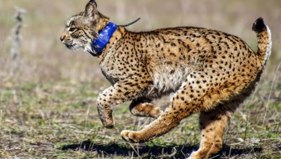 Muere un lince en una trampa ilegal en San Pablo de los Montes