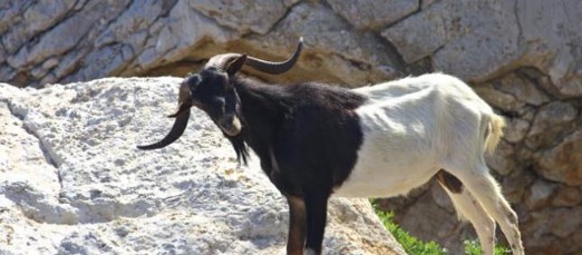 Baleares se defiende de la matanza a tiros de las cabras asilvestradas del islote de ‘Es vedrá’