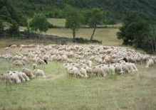 Más de un centenar de ovejas mueren asfixiadas en Duruelo (Segovia) durante un ataque de lobos