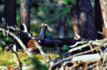 Privatización de superficies