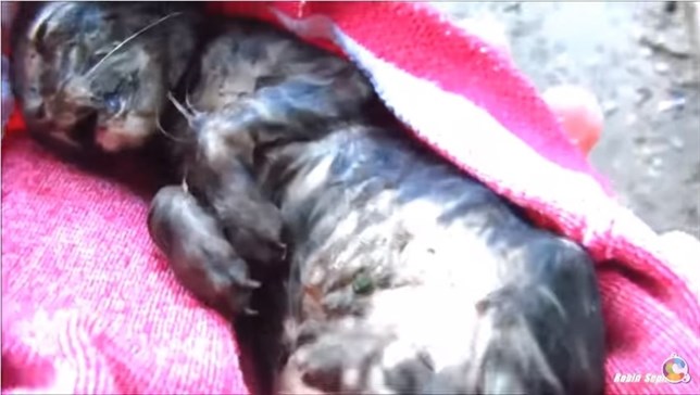 Final feliz para un gatito (Mira el VIDEO)