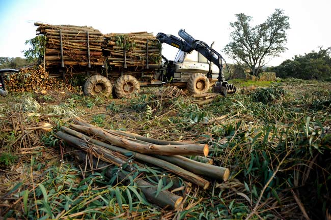 La biomasa andaluza se suma a la estrategia común de defensa del sector a nivel nacional
