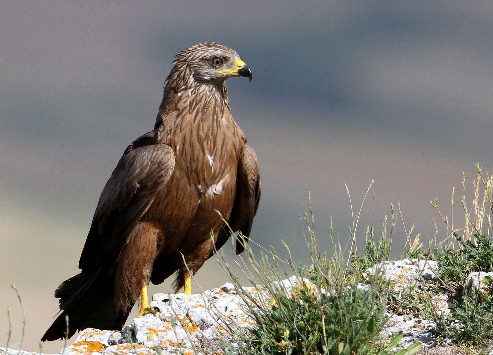 Cárcel por envenenar a un halcón