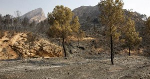 Reforestarán 109 hectáreas de montes en Hellín (Albacete)