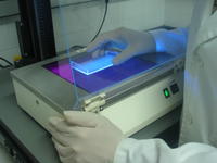 Identifican genéticamente a la anchoa del Golfo de Vizcaya