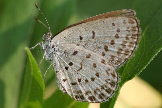 Las mariposas de Fukushima mueren jóvenes