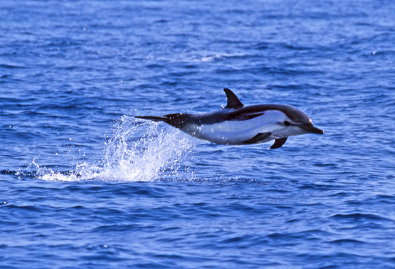 Las orcas y delfines de aguas europeas tienen altas concentraciones debifenilos policlorados