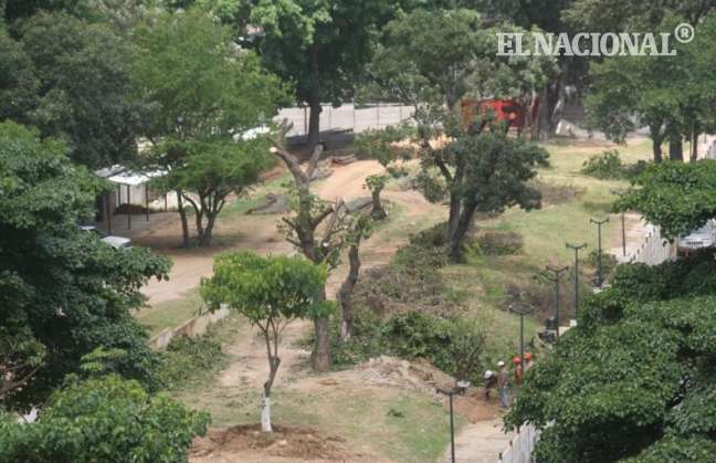 Reforestarán áreas protegidas en cuencas altas de Táchira