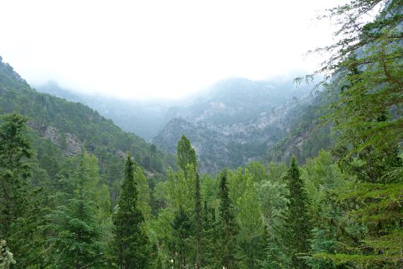 Cómo regenerar los bosques mediterráneos