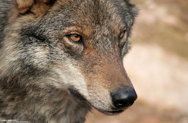 Podemos urge a Andalucía a concluir trámites para la declaración del lobo ibérico en peligro de extinción