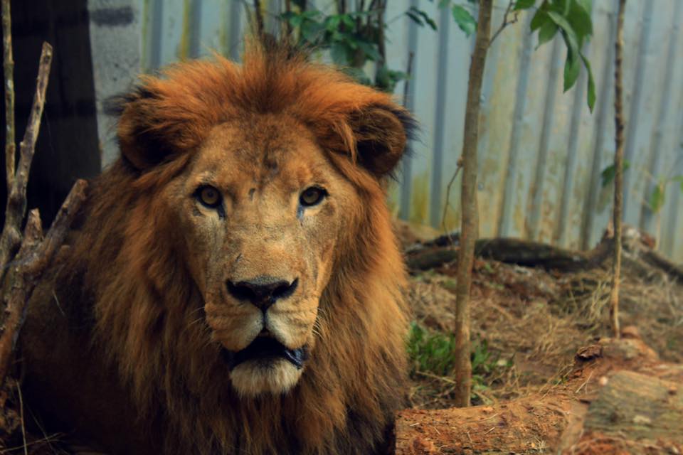 Costa Rica. Muere el león Kivu