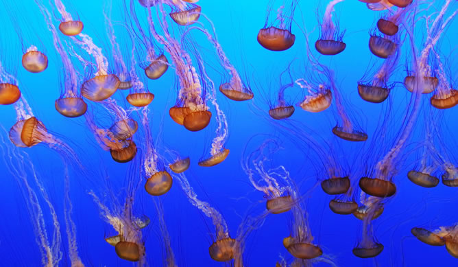 El calentamiento del Mediterráneo genera una ‘plaga’ incontrolada de medusas