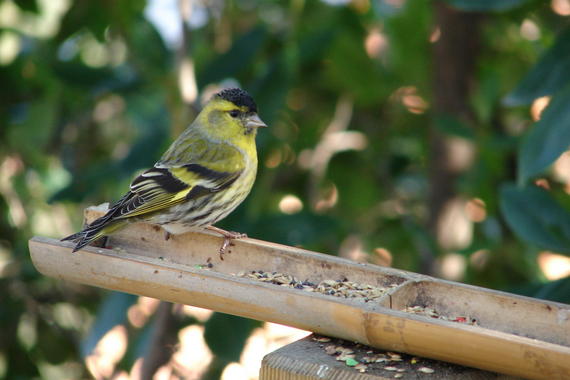 Los pájaros tienden a aparearse entre conocidos