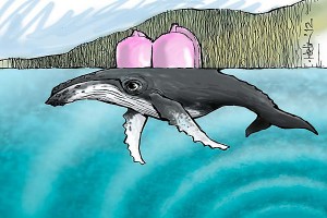 Expertos canadienses recomiendan medidas para proteger a las ballenas de las pruebas sísmicas