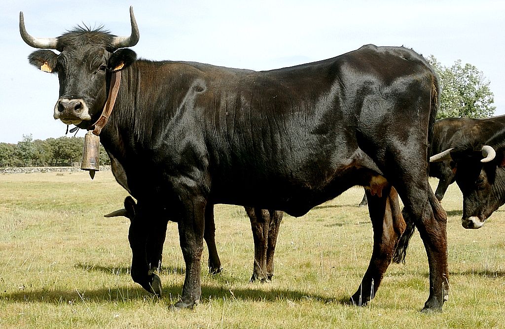 Medio Ambiente autoriza el uso del logotipo “Raza Autóctona” a la Asociación española de criadores de ganado selecto de raza Sayaguesa