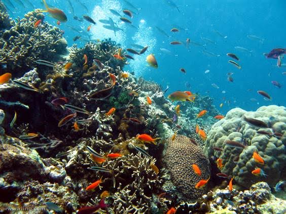La UNESCO ‘inspeccionará’ la Gran Barrera de Coral australiana