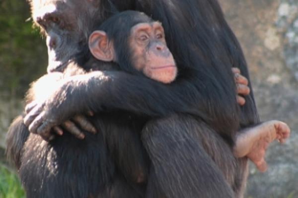 Los chimpancés son capaces de aprender unos de otros