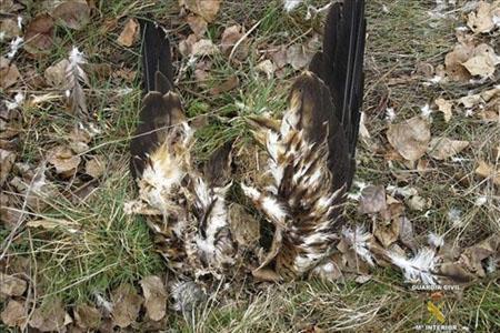 Operación contra uso de cepos para captura de especies amenazadas en Peñalsordo