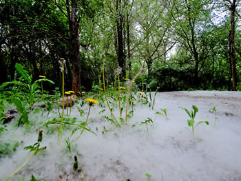 La pelusa de los chopos provoca al menos 30 incendios forestales