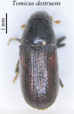 Baleares y UIB aliados en el estudio sobre ‘escolítidos’ que atacan a los pinos