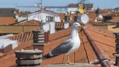 Plaga de gaviotas en Santander