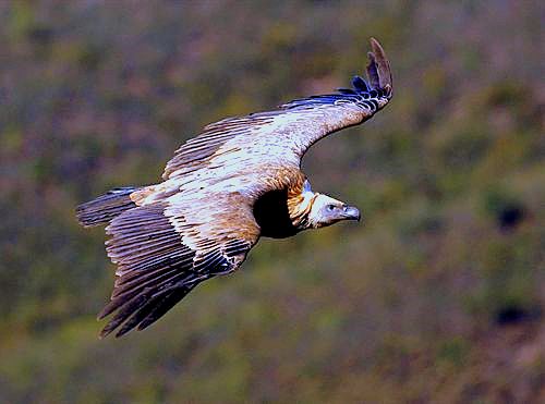 Más de 80.000 aves de 30 especies cruzan el Estrecho desde África