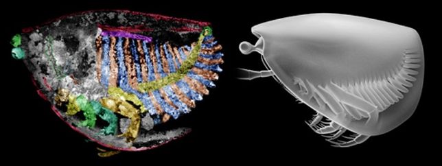 Fósiles de 435 millones de años