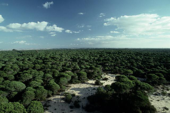 La conservación de Doñana a debate