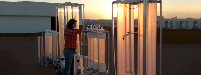 Nueva generación de superalimentos a partir de microalgas