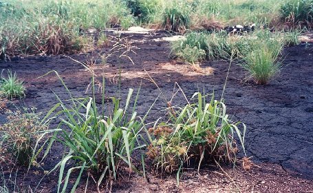 IUSC. Te propone un curso de Análisis de Riesgos en Suelos Contaminados