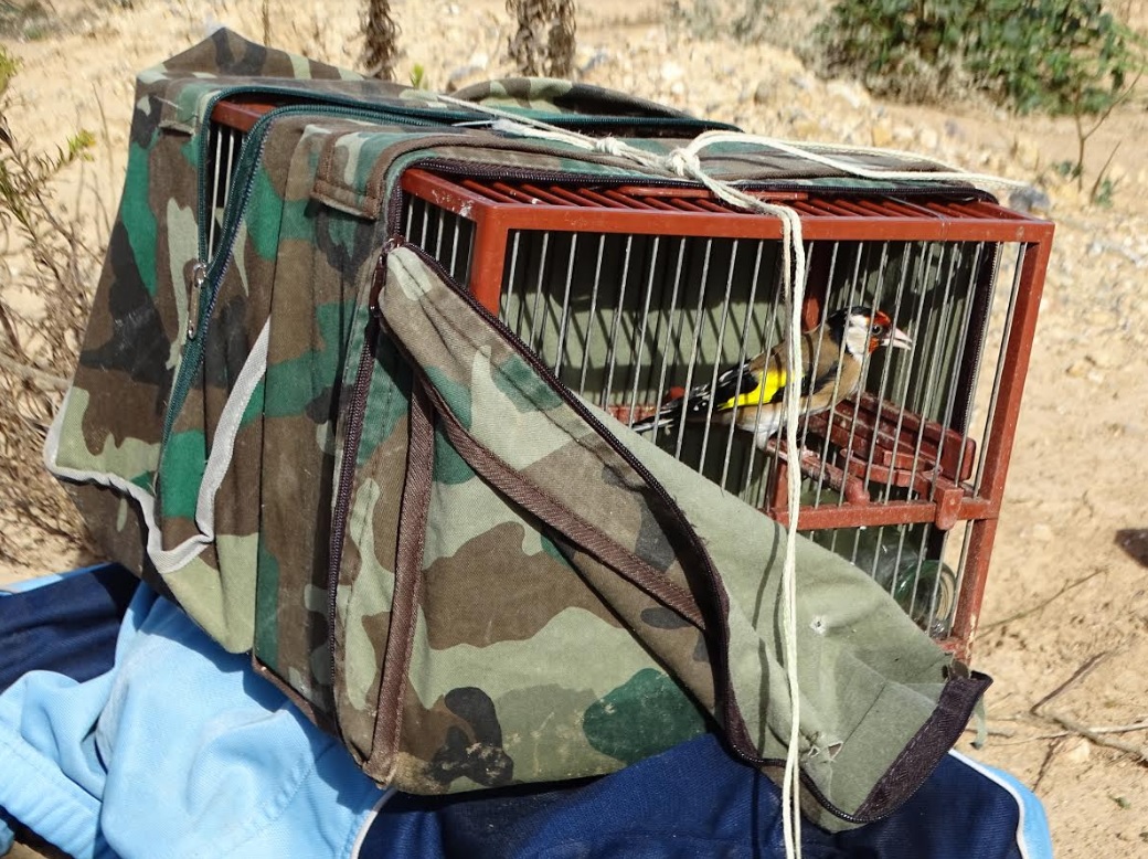 "ANSE interpone recurso de alzada para intentar impedir la captura de aves fringílidas en la Región de Murcia"