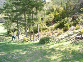 Trabajos silvícolas de prevención de grandes incendios forestales y mejora de hábitats en el sector oeste de la sierra del Cadí en Cataluña