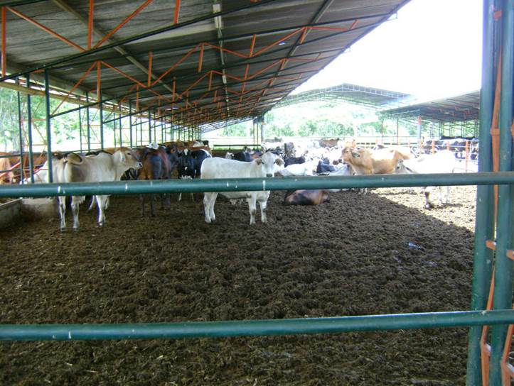 Los países pobres buscan energías verdes