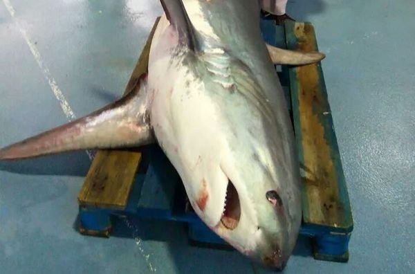 Un pescador atrapa en su red a un tiburón zorro