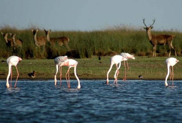 Preservar Doñana es evitar un desastre ecológico mundial