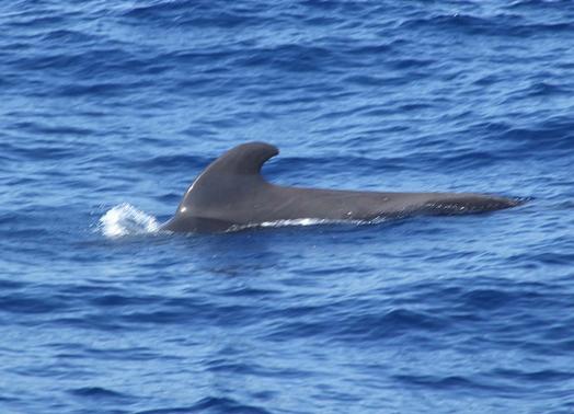 Ecologistas en Acción pide el fin de las matanzas de cetáceos en las Islas Feroe