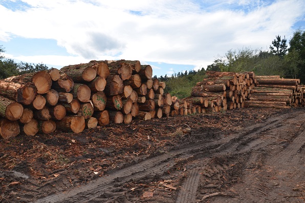 Asturias.  Plan Forestal- Fracaso Rotundo