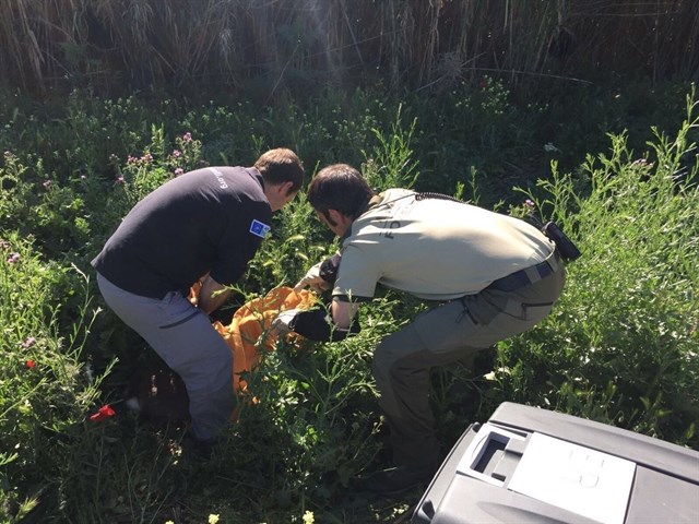 Madrid. Agentes forestales rescatan a un corzo con una pata rota tras ser atropellado por un turismo en Tielmes