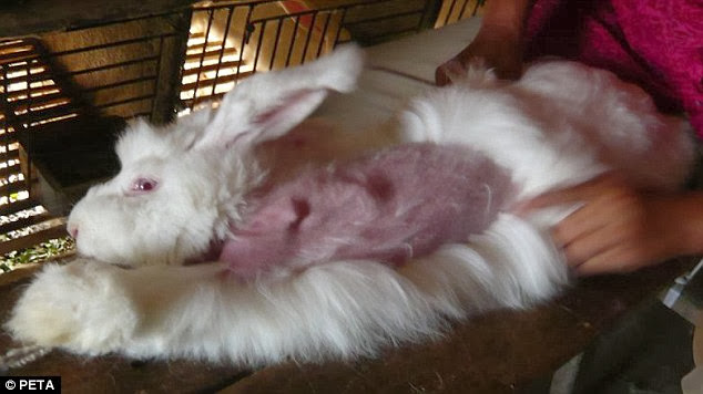 PETA y Life USA entregan suéteres y abrigos de Inditex tras compromiso de ya no vender angora