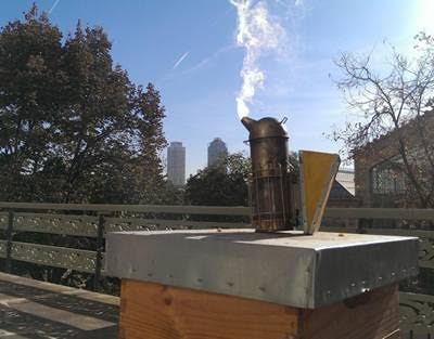 Las ciudades pueden ser un refugio para las abejas