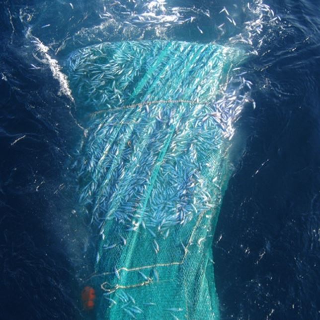 El Gobierno modifica el plan de gestión de la sardina en aguas ibéricas