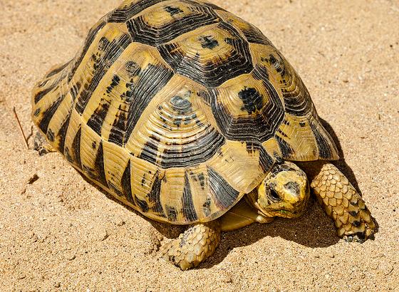 Reintroducen un centenar de tortugas moras en la zona de Sierra Cabrera (Almería) arrasada por fuego en 2009